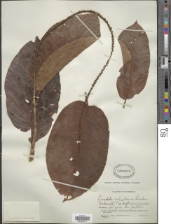Coccoloba barbadensis image