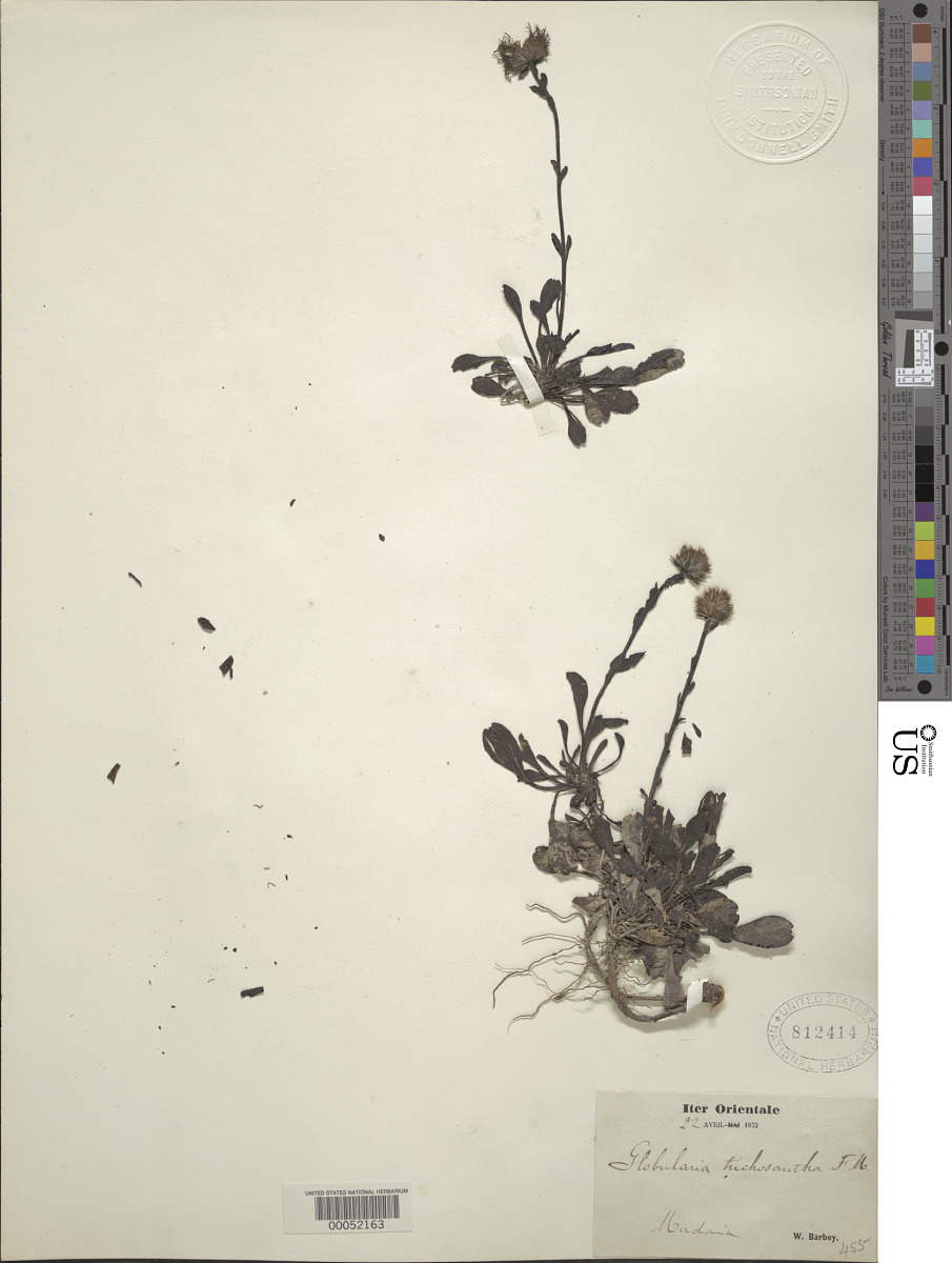 Globularia trichosantha image