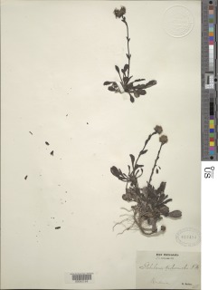 Image of Globularia trichosantha
