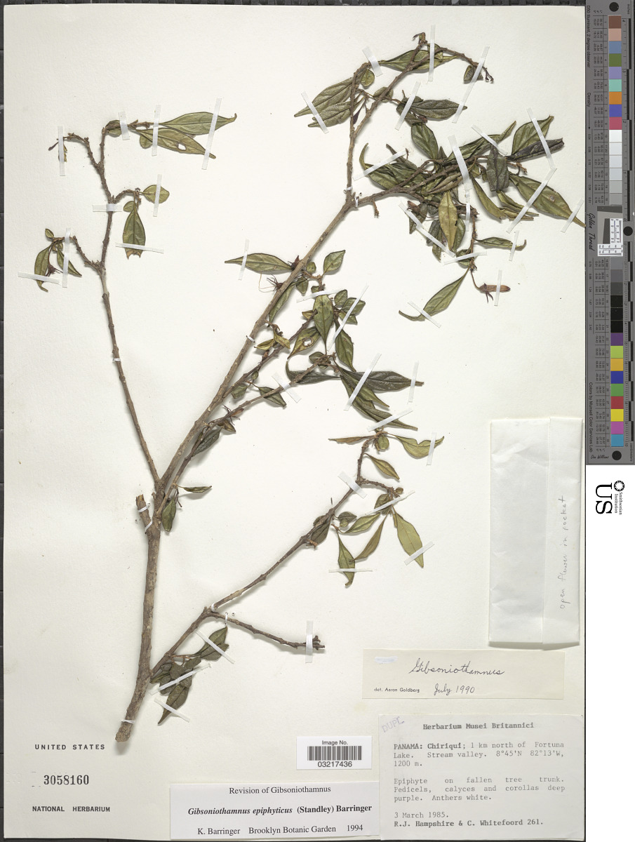 Gibsoniothamnus epiphyticus image
