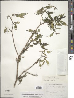 Image of Gibsoniothamnus epiphyticus