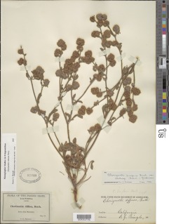Chorizanthe robusta image