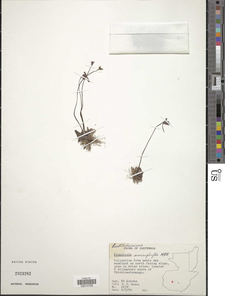 Pinguicula macrophylla image