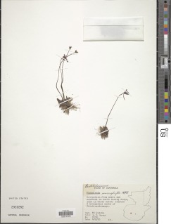 Image of Pinguicula macrophylla