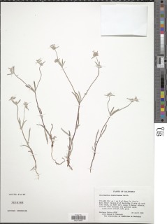 Chorizanthe membranacea image