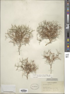 Eriogonum heermannii var. sulcatum image
