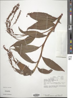 Persicaria acuminata image