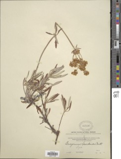 Eriogonum heracleoides var. heracleoides image