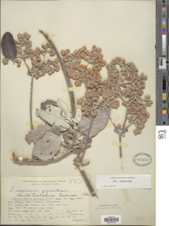Eriogonum giganteum var. giganteum image