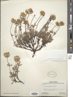Eriogonum douglasii image