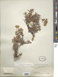 Eriogonum sphaerocephalum var. halimioides image