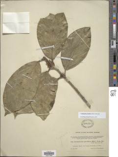 Schlegelia parviflora image