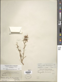 Chorizanthe brevicornu var. brevicornu image