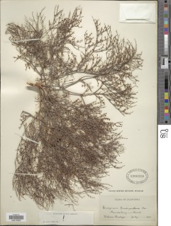 Eriogonum brachyanthum image