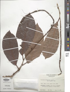 Coccoloba hondurensis image