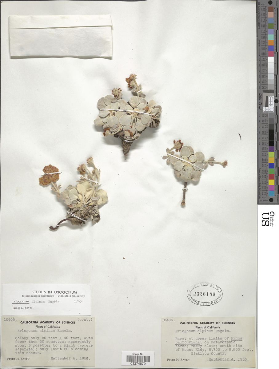 Eriogonum alpinum image