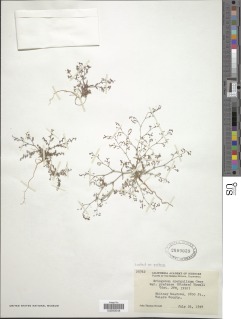 Eriogonum spergulinum var. pratense image