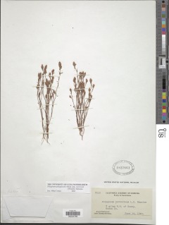 Polygonum polygaloides subsp. esotericum image