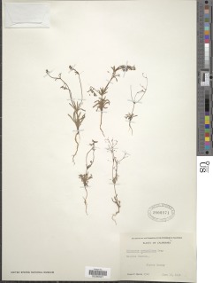 Eriogonum spergulinum var. reddingianum image
