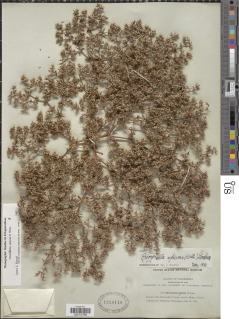 Chorizanthe spinosa image