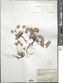 Eriogonum umbellatum var. versicolor image