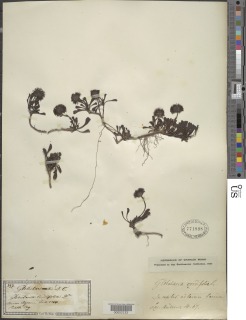 Globularia cordifolia image