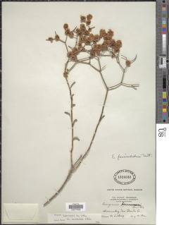 Eriogonum heermannii var. occidentale image