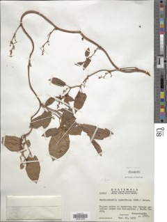 Muehlenbeckia tamnifolia image