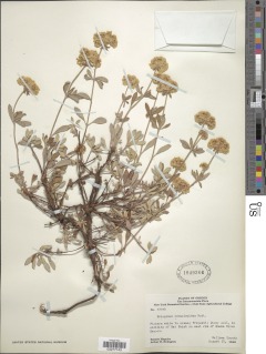 Eriogonum heracleoides var. heracleoides image