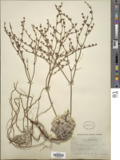 Eriogonum saxatile image