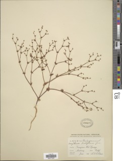 Eriogonum hirtiflorum image