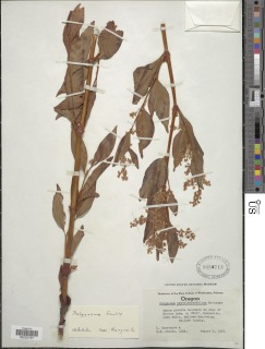 Image of Koenigia phytolaccifolia