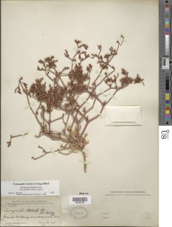 Chorizanthe fimbriata var. laciniata image