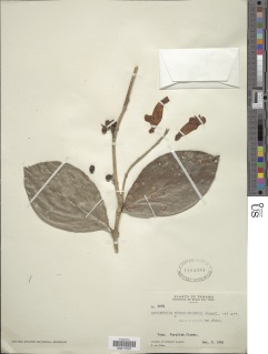 Schlegelia nicaraguensis image