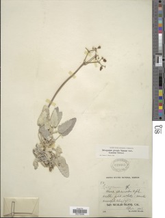 Eriogonum grande var. timorum image
