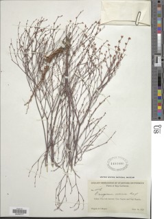 Eriogonum davidsonii image