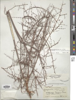 Eriogonum hoffmannii image