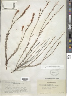 Eriogonum wrightii var. membranaceum image