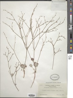 Eriogonum dasyanthemum image