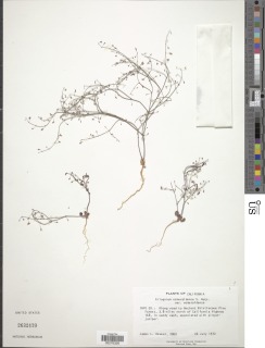 Eriogonum esmeraldense var. esmeraldense image