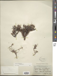 Eriogonum microtheca var. alpinum image