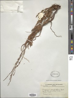 Oxygonum atriplicifolium image