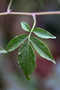 Solanaceae - Solanum seaforthianum 