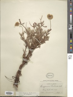 Eriogonum douglasii var. douglasii image