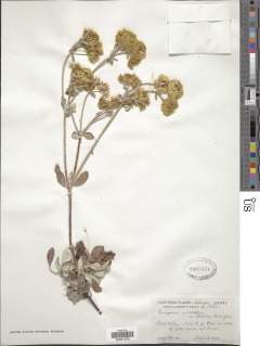 Eriogonum umbellatum var. speciosum image