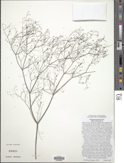 Eriogonum thomasii image