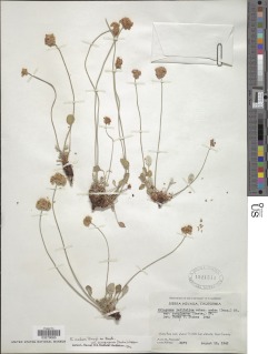 Eriogonum nudum var. scapigerum image