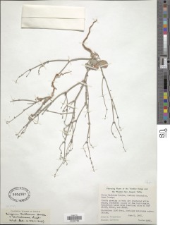 Eriogonum temblorense image
