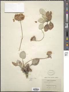 Eriogonum lobbii image