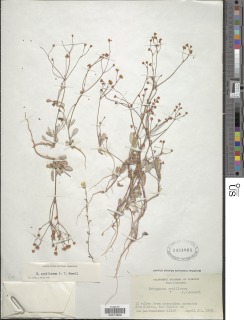 Eriogonum argillosum image